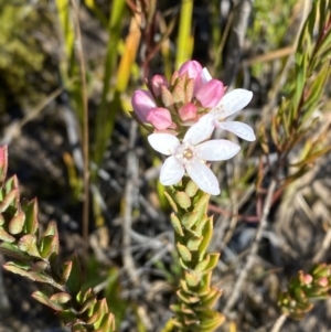 Philotheca scabra subsp. latifolia at Sassafras, NSW - suppressed