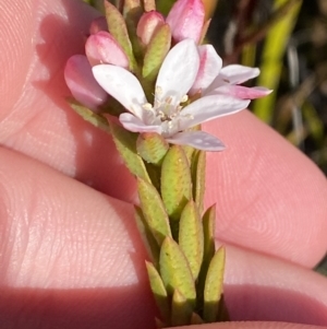 Philotheca scabra subsp. latifolia at Sassafras, NSW - 3 Sep 2023