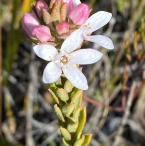 Philotheca scabra subsp. latifolia at Sassafras, NSW - suppressed