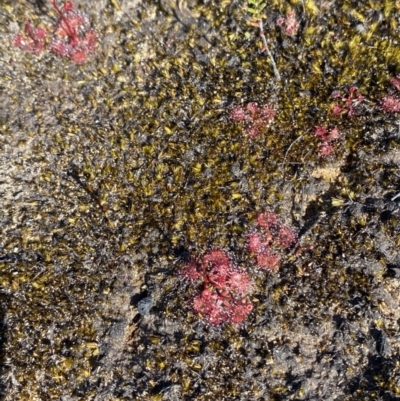 Drosera (genus) (A Sundew) at Sassafras, NSW - 3 Sep 2023 by Tapirlord