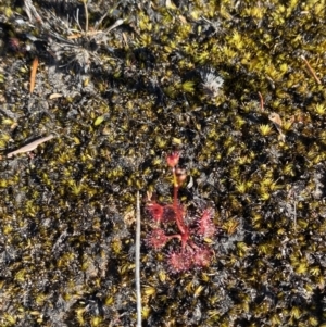 Drosera sp. at Sassafras, NSW - 3 Sep 2023 09:39 AM