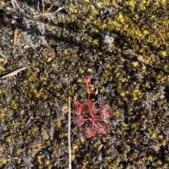 Drosera sp. at Sassafras, NSW - 3 Sep 2023 09:39 AM