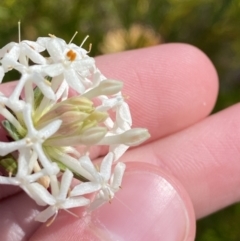 Pimelea linifolia subsp. caesia at Morton National Park - 2 Sep 2023 by Tapirlord