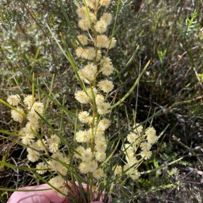 Acacia elongata (Swamp Wattle) at Sassafras, NSW - 3 Sep 2023 by Tapirlord
