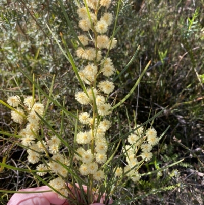 Acacia elongata (Swamp Wattle) at Morton National Park - 2 Sep 2023 by Tapirlord