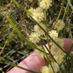 Acacia elongata at Sassafras, NSW - 3 Sep 2023