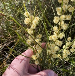 Acacia elongata at Sassafras, NSW - 3 Sep 2023