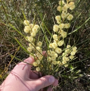 Acacia elongata at Sassafras, NSW - 3 Sep 2023