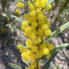 Acacia hamiltoniana at Sassafras, NSW - 2 Sep 2023 by Tapirlord