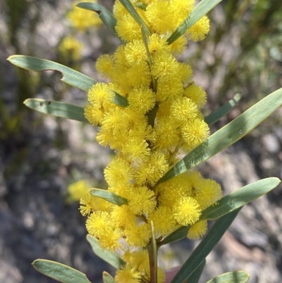 Acacia hamiltoniana at Sassafras, NSW - 3 Sep 2023 by Tapirlord