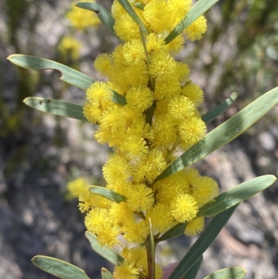 Acacia hamiltoniana at Morton National Park - 2 Sep 2023 by Tapirlord