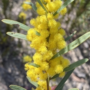 Acacia hamiltoniana at Sassafras, NSW - 3 Sep 2023 09:35 AM