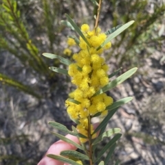 Acacia hamiltoniana at Sassafras, NSW - 3 Sep 2023 09:35 AM