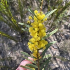Acacia hamiltoniana at Sassafras, NSW - 3 Sep 2023
