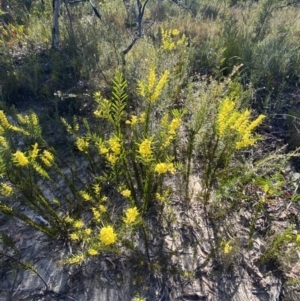 Acacia hamiltoniana at Sassafras, NSW - 3 Sep 2023