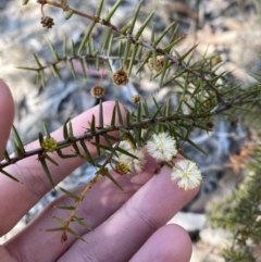 Acacia ulicifolia (Prickly Moses) at Sassafras, NSW - 3 Sep 2023 by Tapirlord