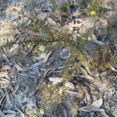 Acacia ulicifolia at Sassafras, NSW - 3 Sep 2023