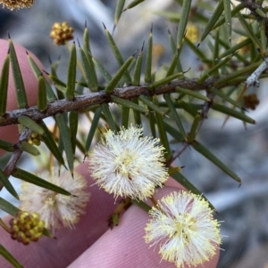 Acacia ulicifolia at Sassafras, NSW - 3 Sep 2023