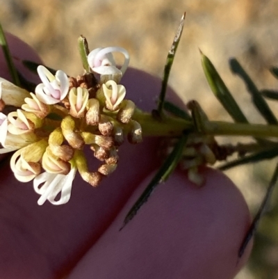 Grevillea patulifolia at Sassafras, NSW - 2 Sep 2023 by Tapirlord