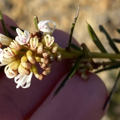 Grevillea patulifolia at Sassafras, NSW - 3 Sep 2023 by Tapirlord