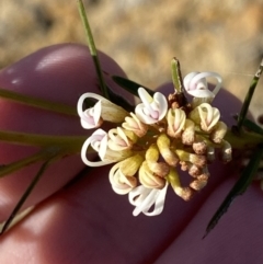 Grevillea patulifolia at Sassafras, NSW - 3 Sep 2023 09:31 AM