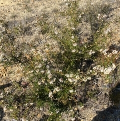 Grevillea patulifolia at Sassafras, NSW - 3 Sep 2023 09:31 AM