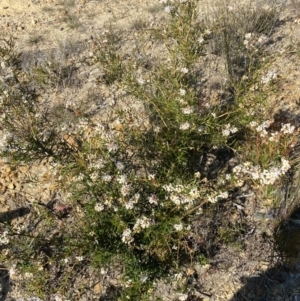 Grevillea patulifolia at Sassafras, NSW - 3 Sep 2023 09:31 AM