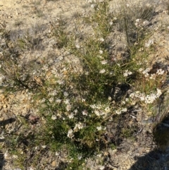 Grevillea patulifolia at Sassafras, NSW - 3 Sep 2023 09:31 AM