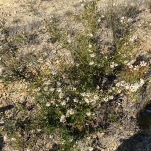 Grevillea patulifolia at Sassafras, NSW - 3 Sep 2023