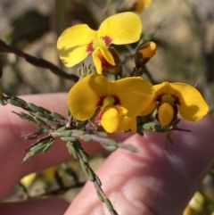 Dillwynia ramosissima (Bushy Parrot-pea) at Sassafras, NSW - 2 Sep 2023 by Tapirlord