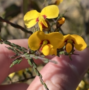 Dillwynia ramosissima at Sassafras, NSW - 3 Sep 2023