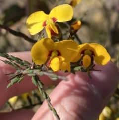 Dillwynia ramosissima at Sassafras, NSW - 3 Sep 2023