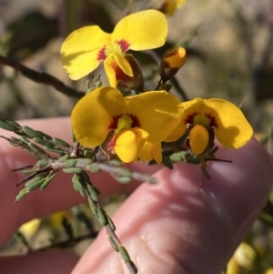 Dillwynia ramosissima at Sassafras, NSW - 3 Sep 2023