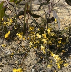 Dillwynia ramosissima at Sassafras, NSW - 3 Sep 2023