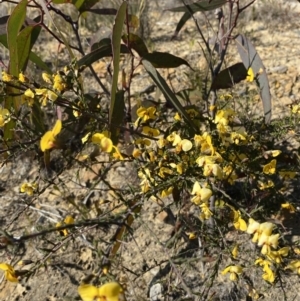 Dillwynia ramosissima at Sassafras, NSW - 3 Sep 2023