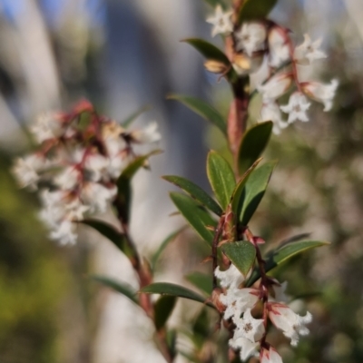 Leucopogon gelidus at Tallaganda National Park - 6 Sep 2023 by Csteele4