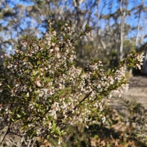 Leucopogon gelidus at Captains Flat, NSW - 6 Sep 2023