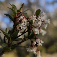 Leucopogon gelidus at Captains Flat, NSW - 6 Sep 2023