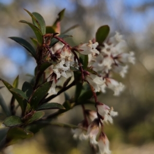 Leucopogon gelidus at Captains Flat, NSW - 6 Sep 2023