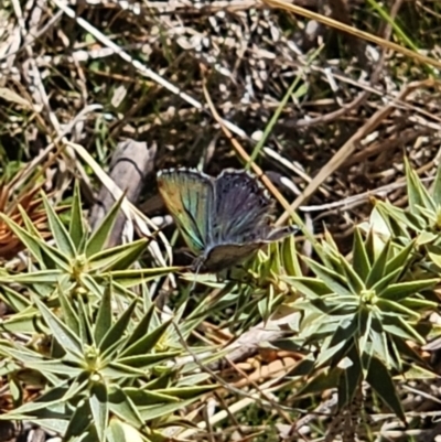 Paralucia crosbyi (Violet Copper Butterfly) at Captains Flat, NSW - 4 Sep 2023 by Csteele4