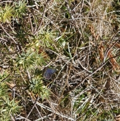 Paralucia spinifera at suppressed - 4 Sep 2023
