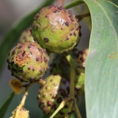 Unidentified Acacia Gall at Wodonga - 6 Sep 2023 by KylieWaldon