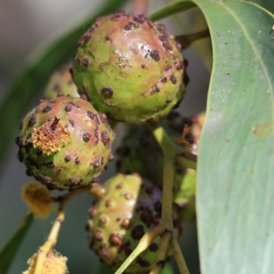 Trichilogaster sp. (genus) (Acacia gall wasp) at Wodonga, VIC - 6 Sep 2023 by KylieWaldon