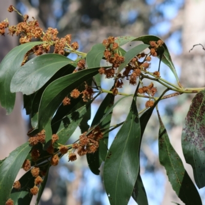 Acacia pycnantha (Golden Wattle) at Wodonga - 6 Sep 2023 by KylieWaldon