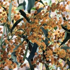 Acacia pycnantha at Wodonga, VIC - 6 Sep 2023