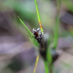 Schoenus apogon (Common Bog Sedge) at Jack Perry Reserve - 6 Sep 2023 by KylieWaldon