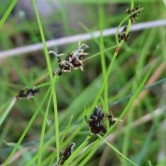 Schoenus apogon at Wodonga, VIC - 6 Sep 2023