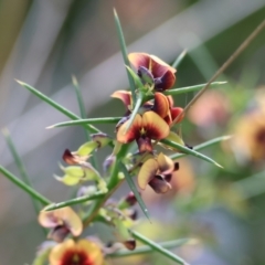 Daviesia genistifolia (Broom Bitter Pea) at Wodonga - 6 Sep 2023 by KylieWaldon