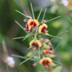 Daviesia genistifolia at Wodonga, VIC - 6 Sep 2023