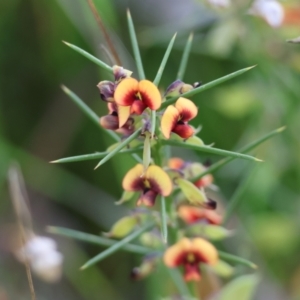 Daviesia genistifolia at Wodonga, VIC - 6 Sep 2023